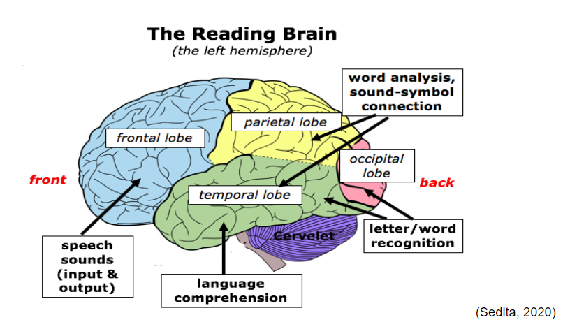 Diagram of the "Reading Brain." The components of the diagram are explained on the page.